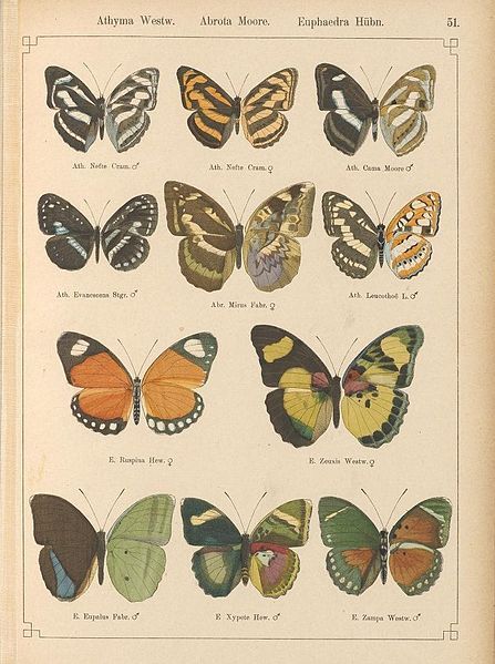 File:StaudingerSchatzExotischePlate51.jpg