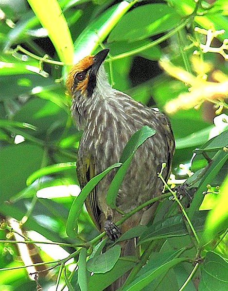 File:Straw Headed Bulbul.jpg