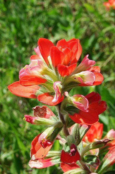 File:TexasIndianPaintbrush-0803.jpg