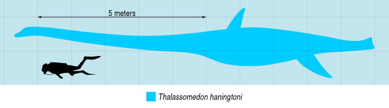 File:Thalassomedon Scale.svg