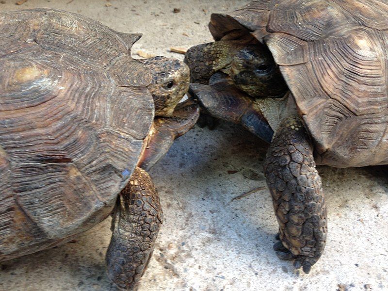 File:Tortoise fight.jpg