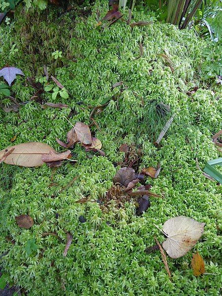 File:Unidentified Sphagnum 01.jpg