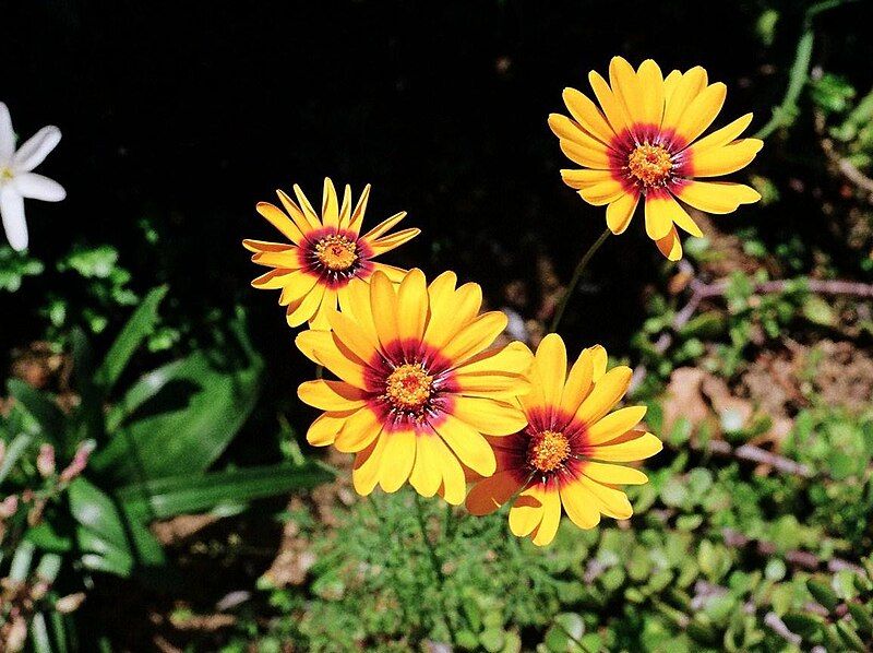 File:Ursinia calenduliflora.jpg