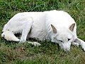 An atypical white-furred Vancouver Island Wolf in captivity at the Greater Vancouver Zoo