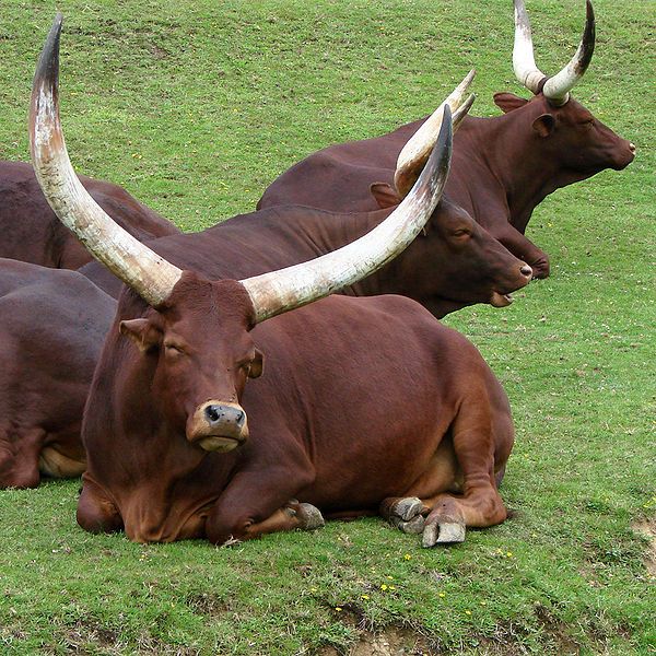 File:Watusi Thoiry 1982.jpg