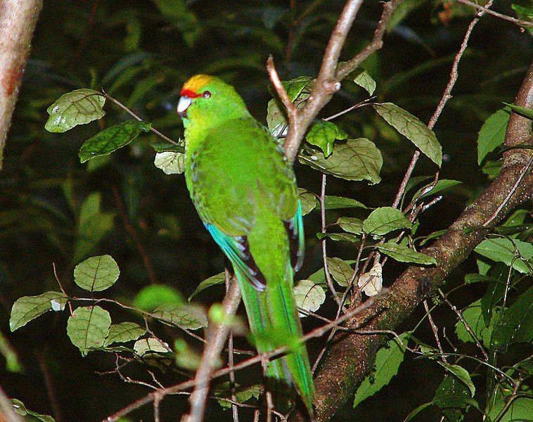 File:Yellow-crowned-Parakeet-Routeburn.jpg