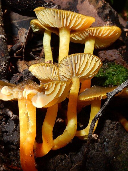 File:Yellow waxcap Ferndale.jpg