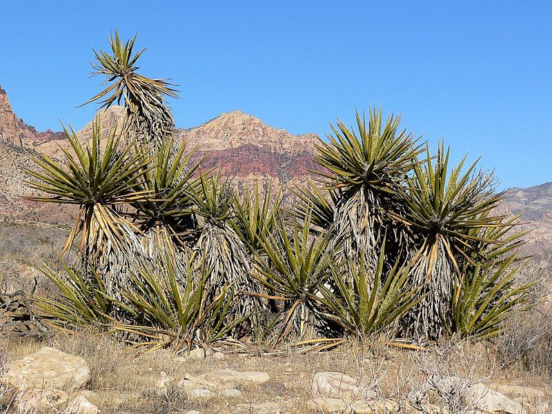 File:Yucca schidigera 17.jpg