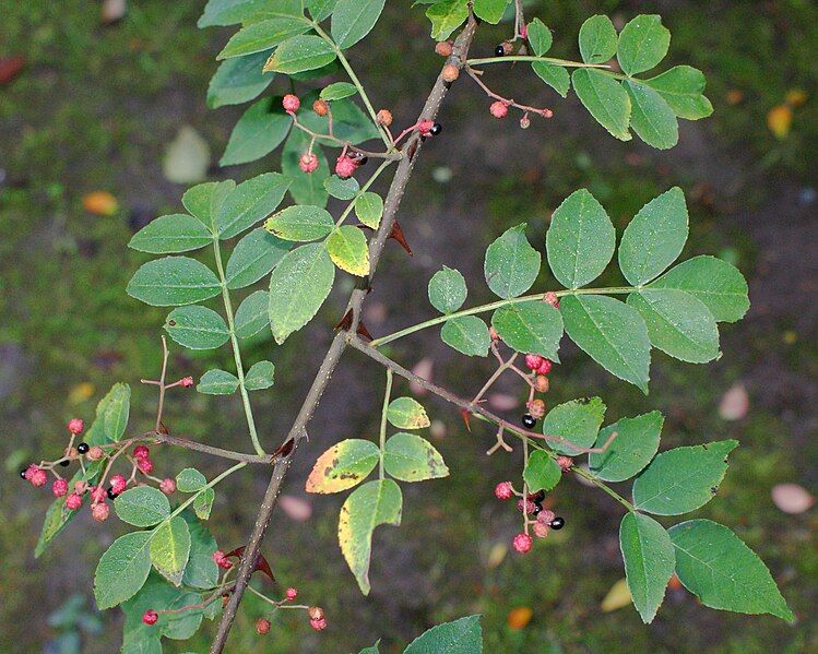 File:Zanthoxylum simulans kz1.JPG