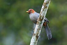 greyish bird with reddish brown head and yellow patch on the wing