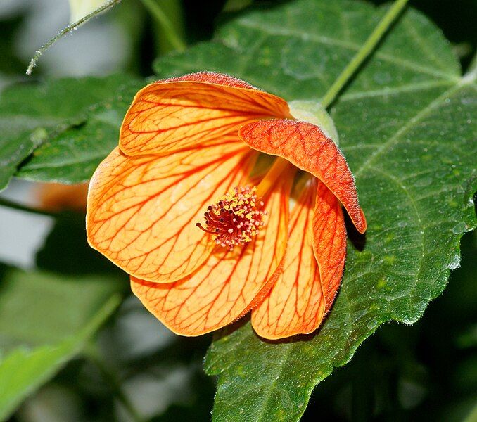 File:Abutilon-3.jpg