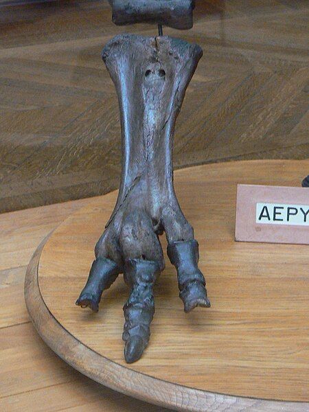 File:Aepyornis foot.JPG