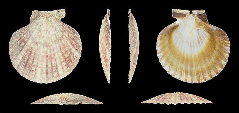 File:Aequipecten opercularis 01.jpg