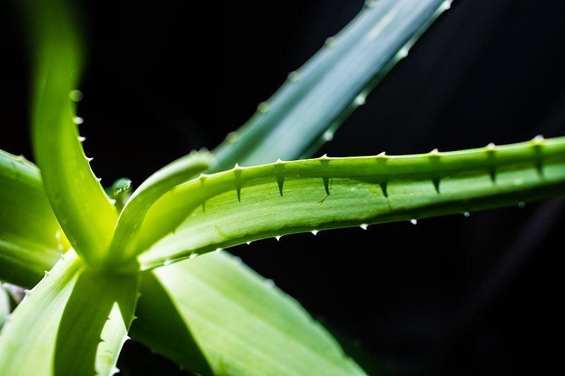 File:Aloe Vera houseplant.jpg