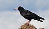 A Red-billed Chough