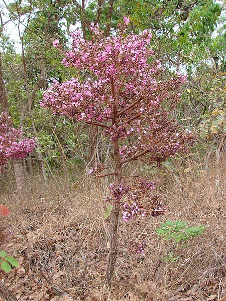 File:Andira humilis.jpg