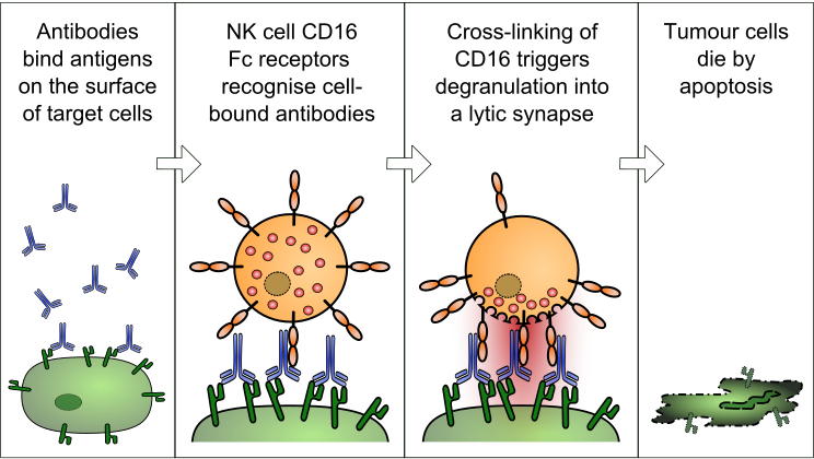 File:Antibody-dependent Cellular Cytotoxicity.svg