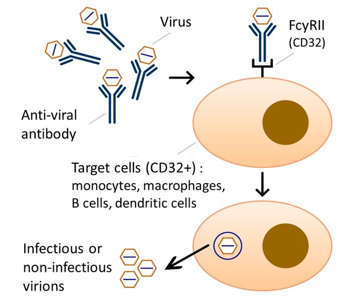 File:Antibody dependent enhancement.tif