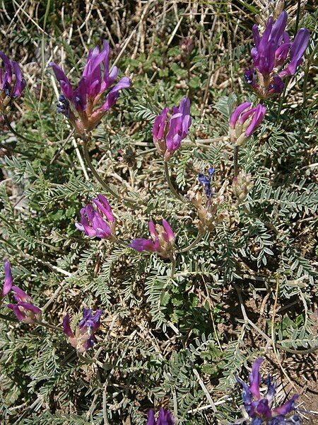 File:Astragalus purpureus 002.JPG