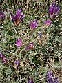 Astragalus purpureus