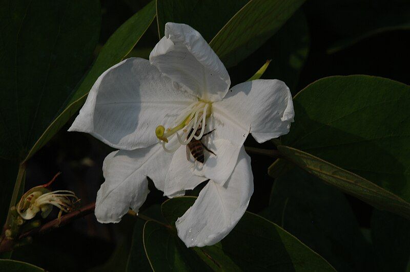 File:Bauhinia acuminata04.jpg