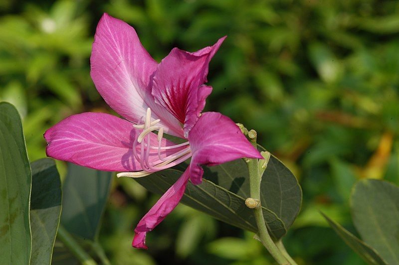 File:Bauhinia blakeana03.jpg