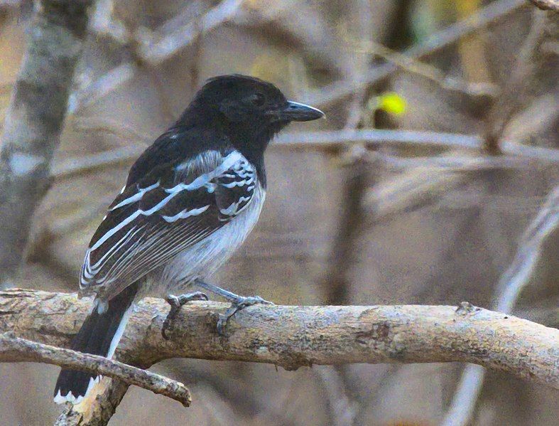 File:Black-backed Antshrike.jpg