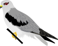 Black-shouldered Kite