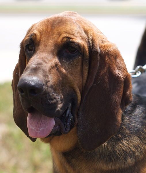 File:Bloodhound.jpg