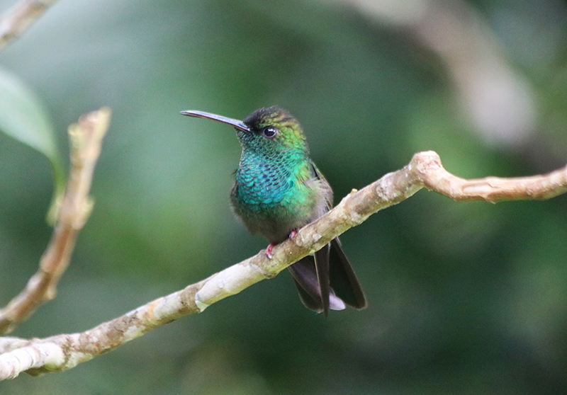 File:Blue-chested-hummingbird.png