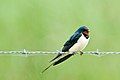 Hirundo rustica