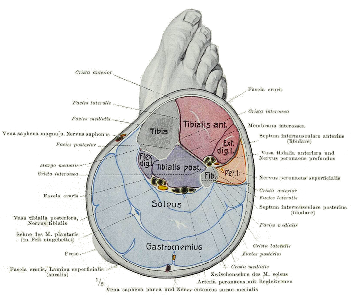 File:Braus 1921 293.png