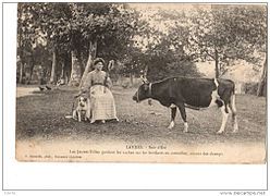 Bretonne Pie Noir cow in Landes