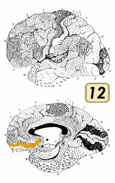 File:Brodmann Cytoarchitectonics 12.png