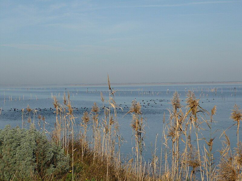 File:Cabras Pond view1.JPG