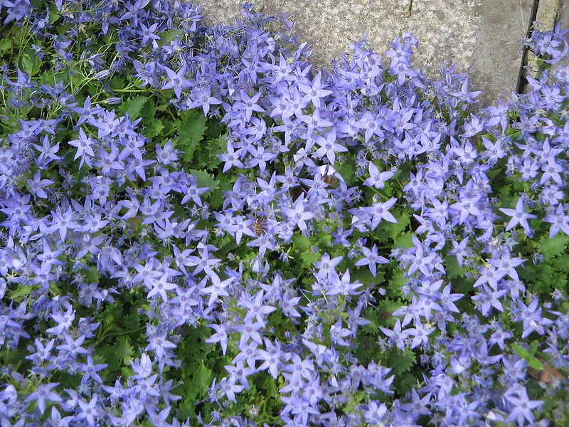 File:Campanula garganica01.jpg