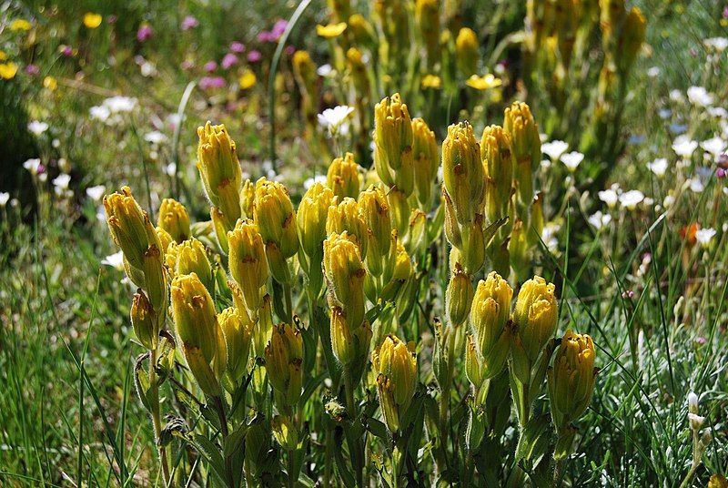 File:Castilleja levisecta1.jpg