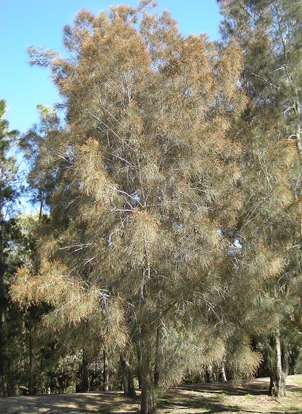 File:Casuarina cunninghamiana tree.jpg