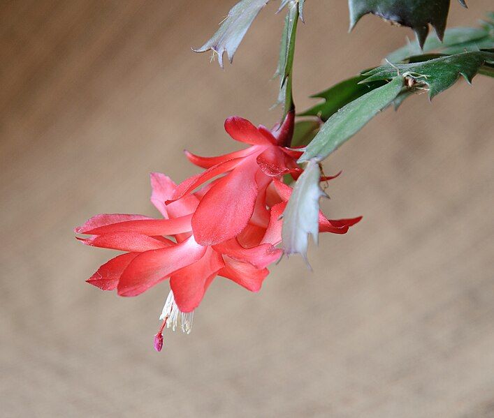 File:Christmas Cactus flower.jpg