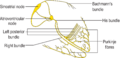 Electrical conduction system of the heart without heart outlines