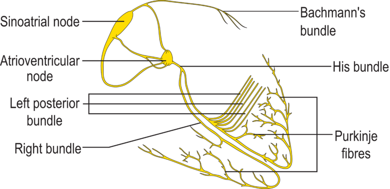 File:ConductionsystemoftheheartwithouttheHeart.png