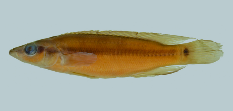 File:Crenicichla virgatula preserved.png