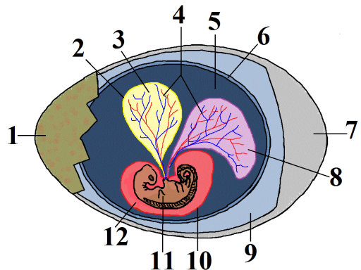 File:Crocodile Egg Diagram.svg