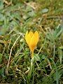 Crocus ancyrensis