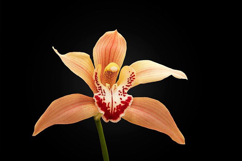 File:Cymbidium08 black.jpg