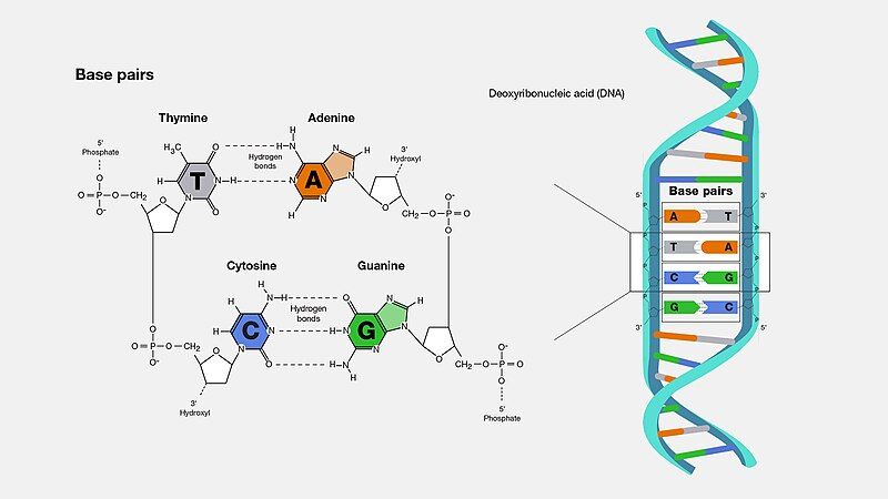 File:DNA base-pair diagram.jpg