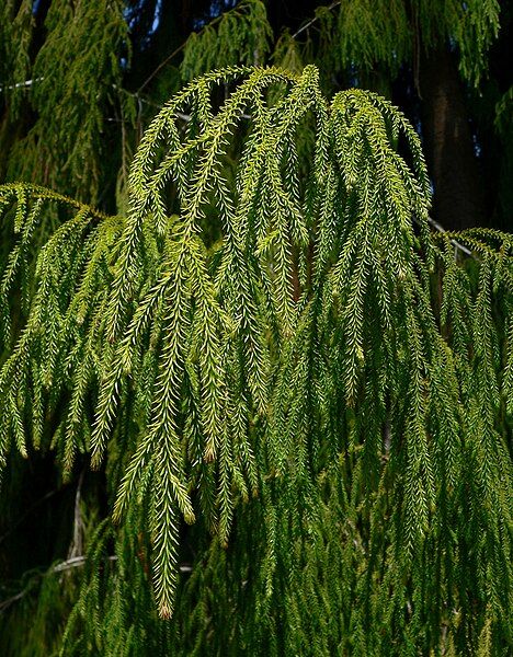 File:Dacrydium cupressinum 3.jpg