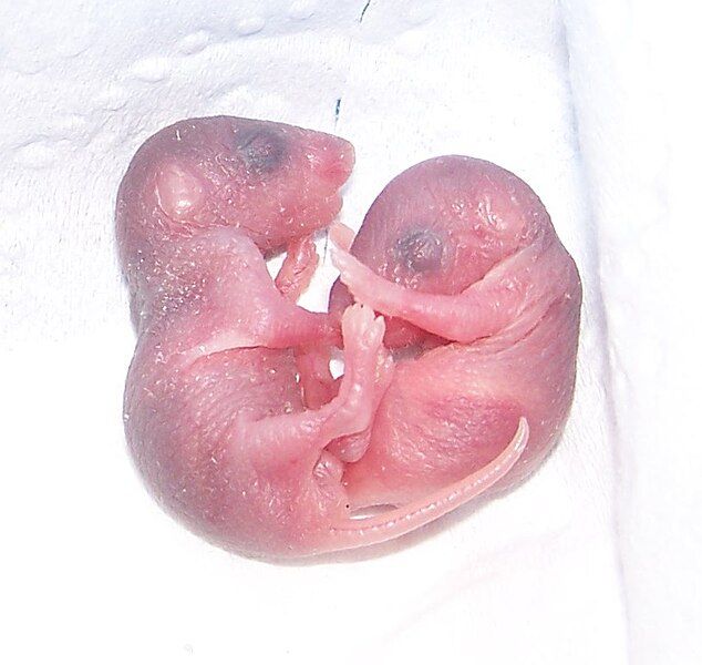 File:Day-old mice.JPG