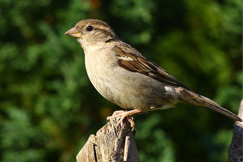 File:Female House Sparrow.jpg