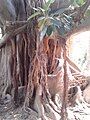 Ficus swallowing the gate